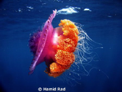 Big Jellyfish - Baatalamaaga Thila, Maldives. Canon G9 WA... by Hamid Rad 